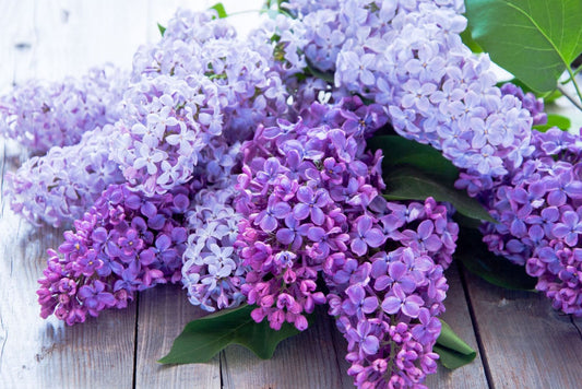 Lilac Perfume 