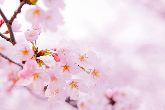 Parfum Fleurs de Sakura
